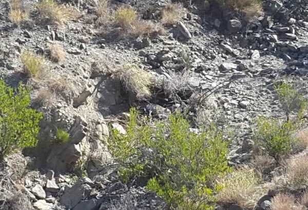 قطع کردن دست پلنگ بهترین راه حل بود