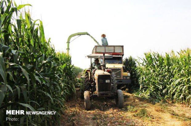 ۱۲۰۰ تن بذر محصولات علوفه ای دیم تامین شد