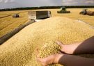 ۹۹ درصد مطالبات گندمکاران آذربایجان شرقی پرداخت شده
است