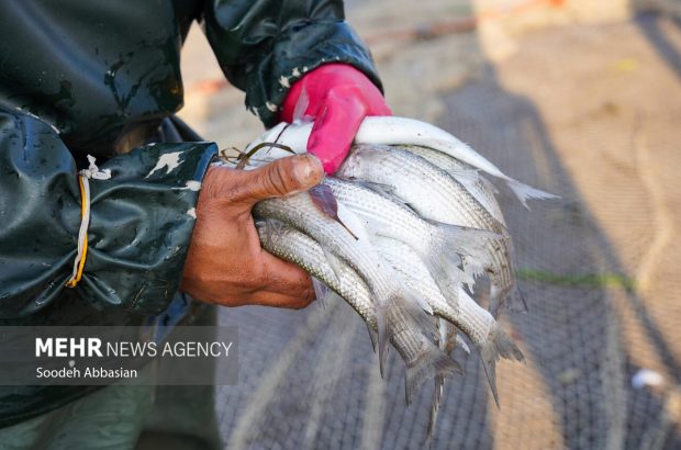 افزایش ۴۶ درصدی صید ماهیان استخوانی در سواحل گیلان