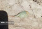 مشاهده فسیل زنده در تالاب هامون