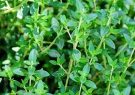 وجود ۱۲ هزار نمونه گیاهی و مرجع علمی ملی در آذربایجان
غربی