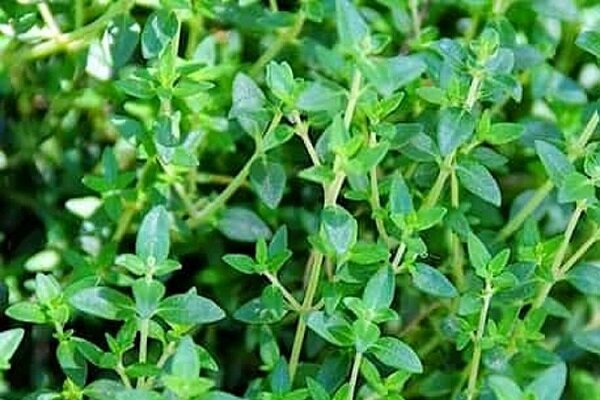 وجود ۱۲ هزار نمونه گیاهی و مرجع علمی ملی در آذربایجان
غربی