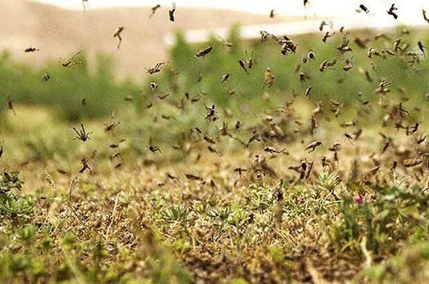 ابتکار جدید در استان سمنان برای مهار آفت ملخ بدون آسیب به
طبیعت