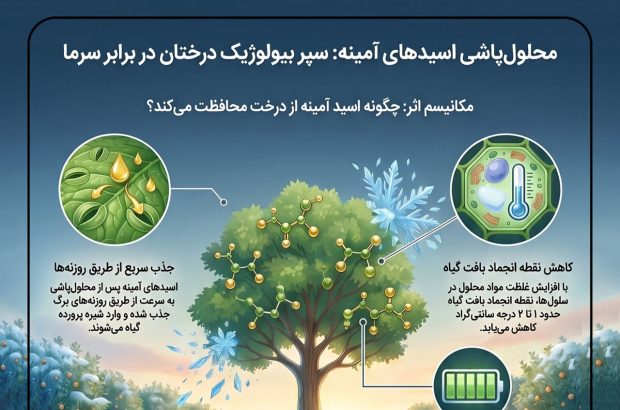 اینفوگرافیک؛محلول‌پاشی اسیدهای آمینه سپر بیولوژیک درختان در
برابر سرما