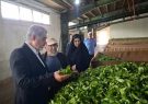 خرید ۶۵۰ تُن برگ سبز چای به ارزش ۲۳ میلیارد تومان در
رشت