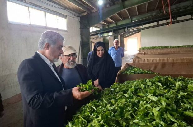 خرید ۶۵۰ تُن برگ سبز چای به ارزش ۲۳ میلیارد تومان در
رشت