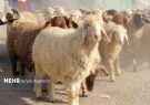 دامداران چهارمحالی به دنبال راهکاری برای افزایش بهره‌وری
دام