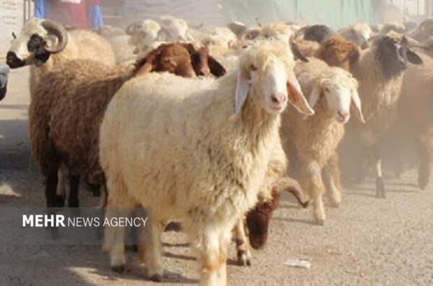 دامداران چهارمحالی به دنبال راهکاری برای افزایش بهره‌وری
دام