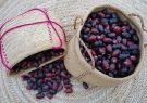 سراوان؛ نگین سبز سیستان و بلوچستان و قطب تولید خرما