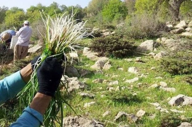 نیشابور مهد تولید بیش از ۱۰۰ گونه از گیاهان دارویی
است