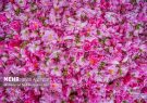 ژنوتیپ‌های گل‌محمدی باید شناسنامه‌دار شوند