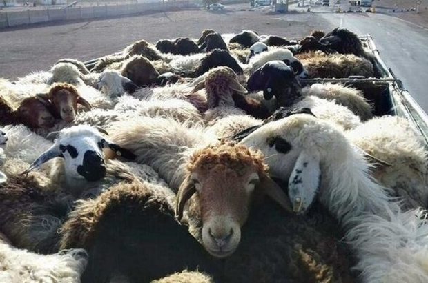 کشف احشام سرقتی ۴ میلیارد ریالی در مرزهای کرمانشاه