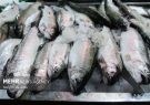 کشف بیش از ۱۰۰۰ کیلوگرم ماهی قاچاق در جاسک