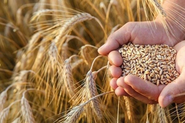 اینفوگرافیک؛ پیش‌بینی خرید ۱۸۰ هزار تن گندم در خراسان
شمالی