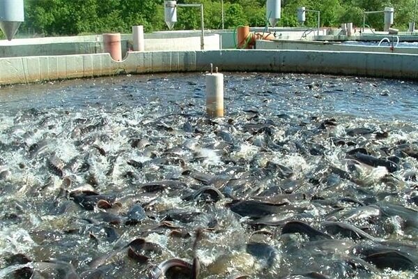 خراسان جنوبی در آستانه تبدیل شدن به قطب گلخانه و تیلاپیای
کشور
