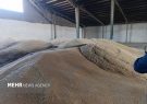 خرید تضمینی ۳۵ هزار تن گندم از کشاورزان مازندران
