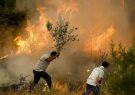 لرستان در آستانه فصل آتش؛ وقتی سبزی جنگلها به تهدید تبدیل
میشود