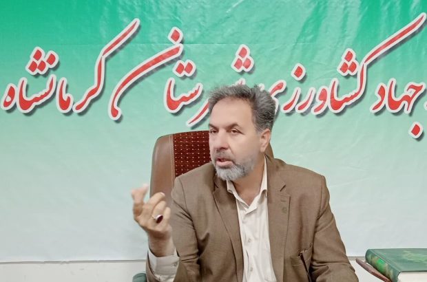 مبارزه با آفت سن در ۱۱۲ هزار هکتار از مزارع کرمانشاه
