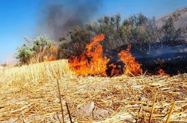 معرفی عاملان سوزاندن بقایای کشاورزی در پارس آباد به مراجع
قضایی معرفی عاملان سوزاندن بقایای کشاورزی در پارس آباد به مراجع
قضایی