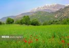 ۶۵۰ هزار هکتار از مراتع لرستان دارای طرح مرتع‌داری
است
