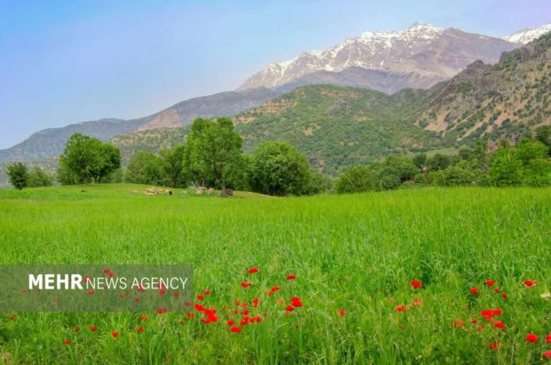 ۶۵۰ هزار هکتار از مراتع لرستان دارای طرح مرتع‌داری
است