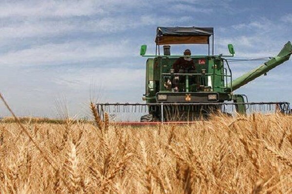۷۲ هزار تن گندم در استان بوشهر برداشت شد