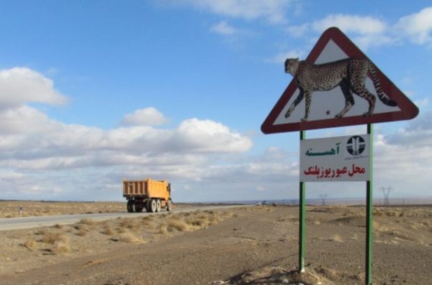 همگرایی ۷ استان برای حفاظت از یوزها در مسیر مشهد
مقدس